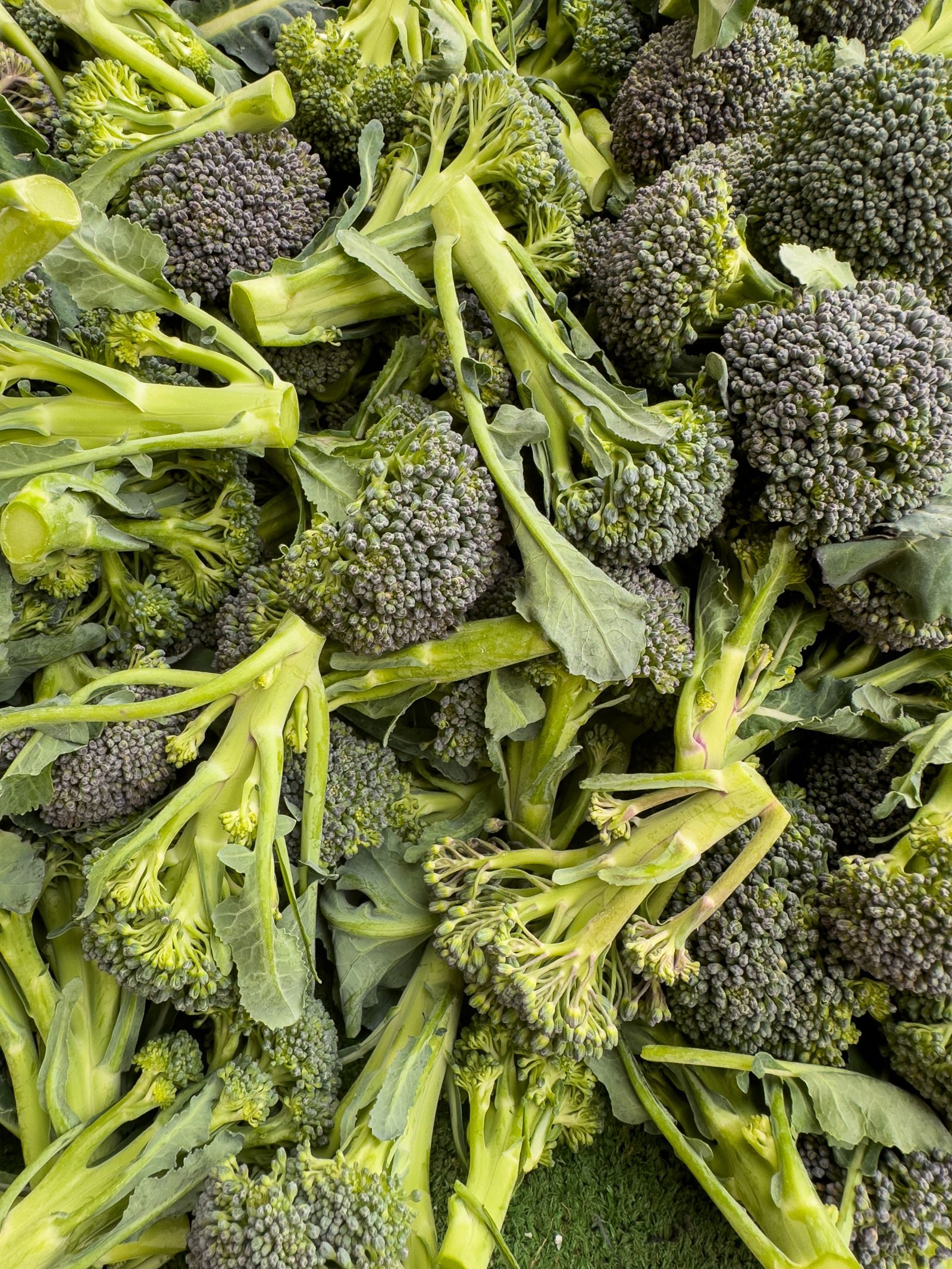 Florets of raw broccoli