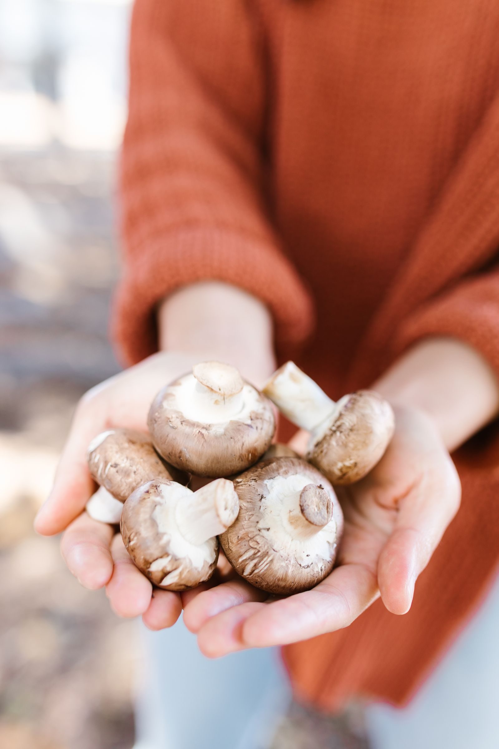 Champignons, source de vitamine D après exposition aux UV