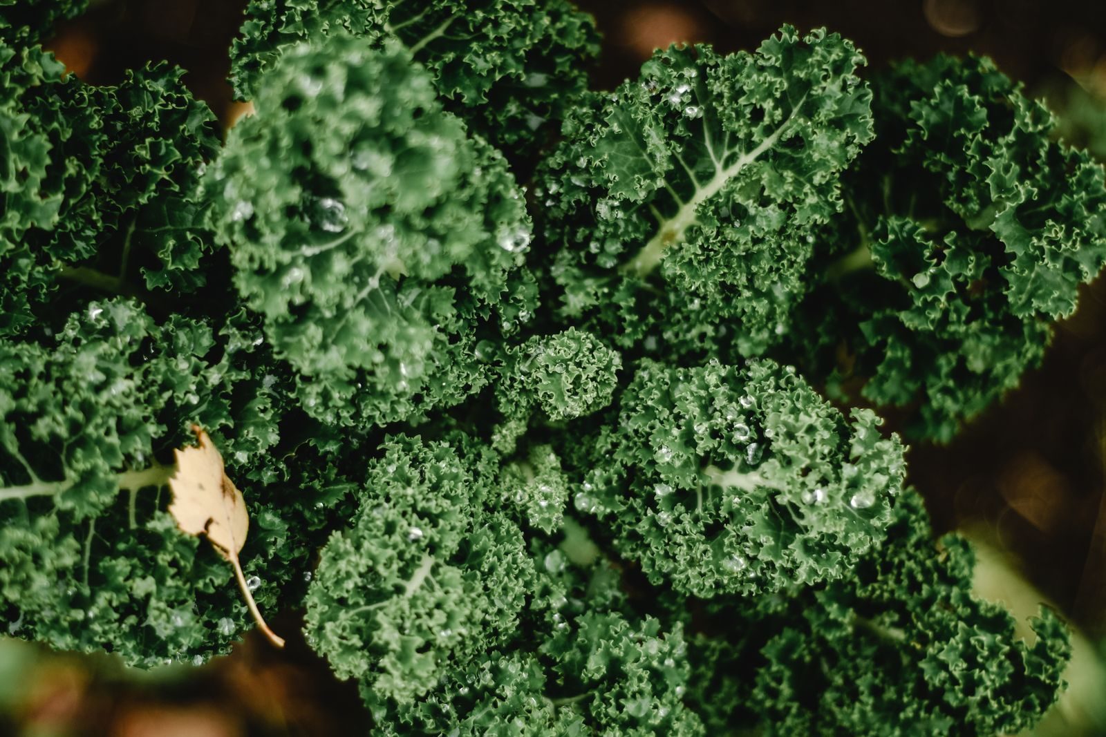 Dark green kale leaves