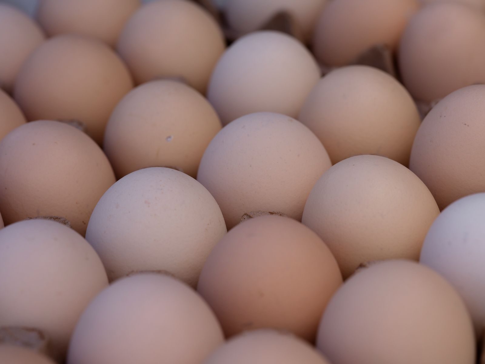 Fresh eggs, an animal source of vitamin B12
