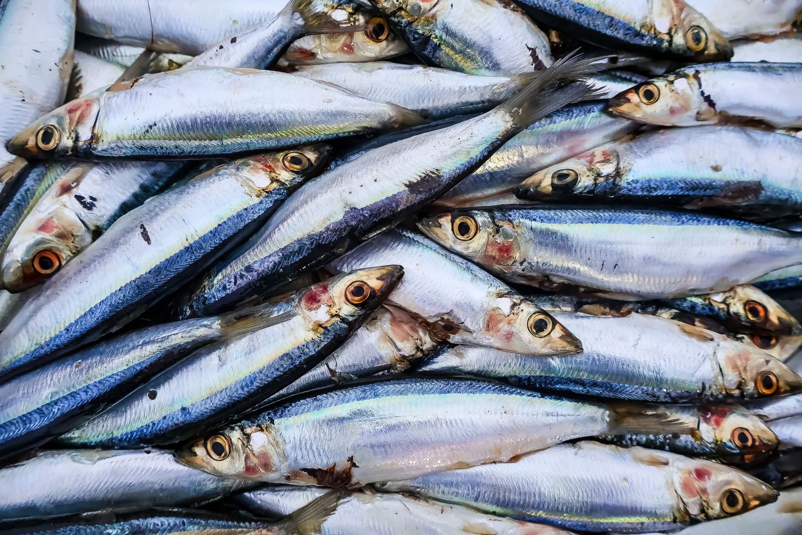 Fresh sardines on a plate